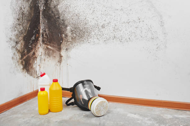 Best Fast Mold Removal  in Chesapeake, VA