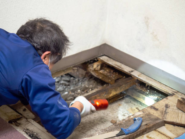 Best Toxic Mold Removal  in Chesapeake, VA