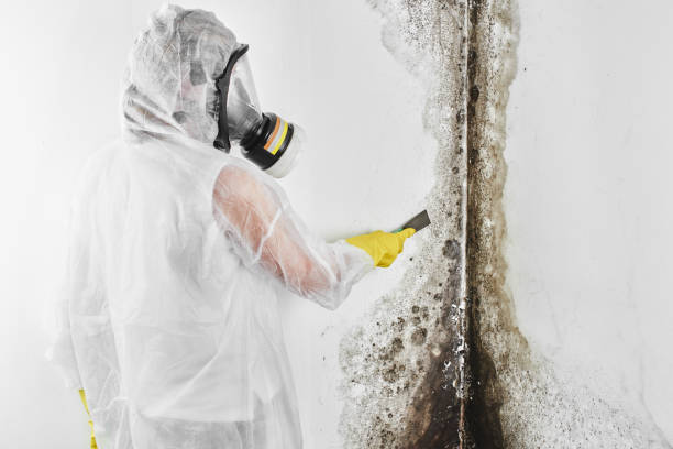 Best Mold Testing  in Chesapeake, VA