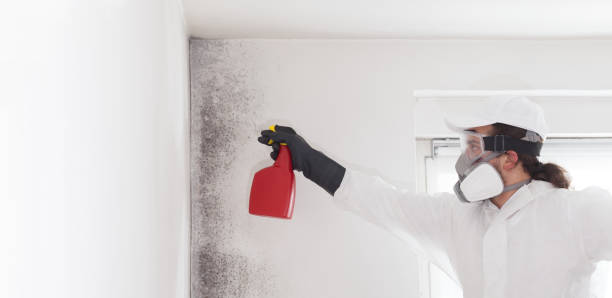 Certified Mold Removal in Chesapeake, VA