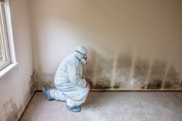 Best Attic Mold Removal  in Chesapeake, VA